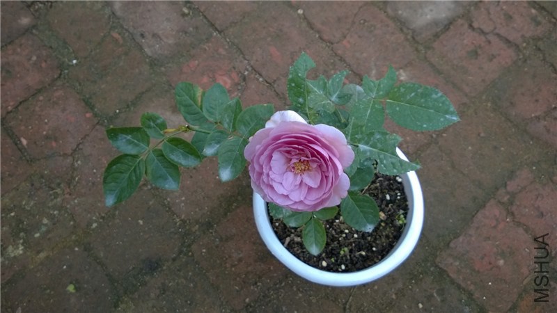 ��ɫ�籩 (13).jpg