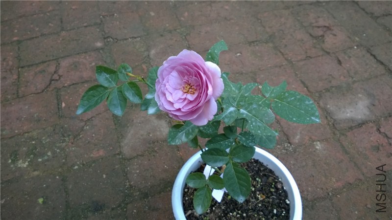 ��ɫ�籩 (14).jpg