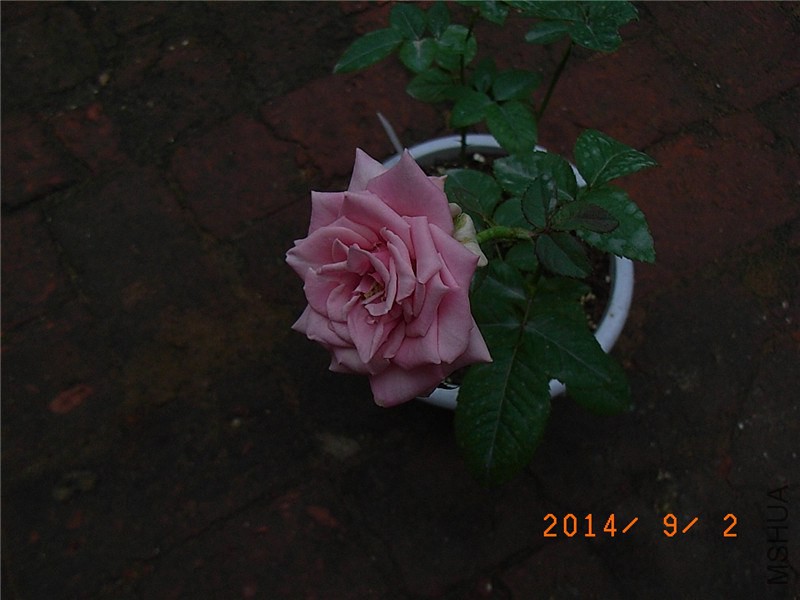 ��ɫǧ���� (2).JPG