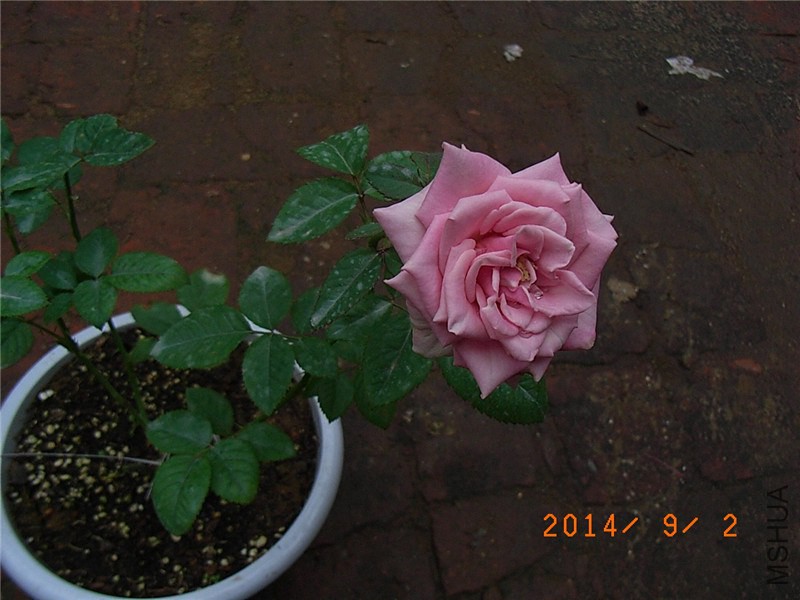 ��ɫǧ���� (4).JPG