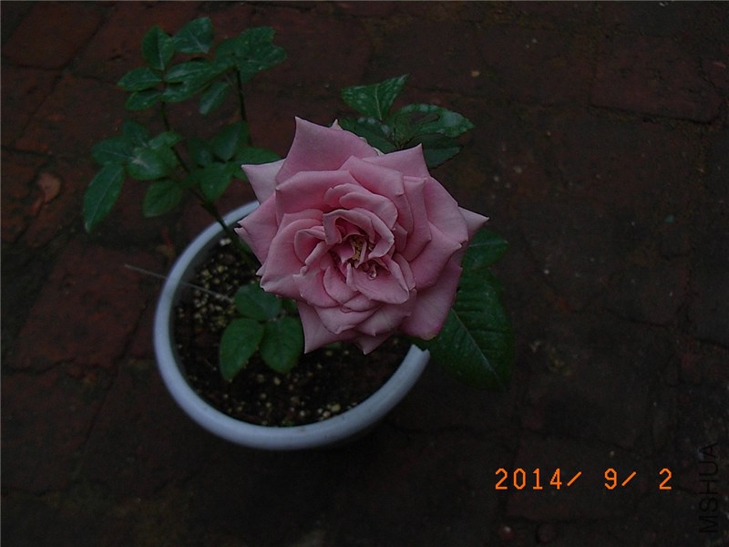 ��ɫǧ���� (5).JPG