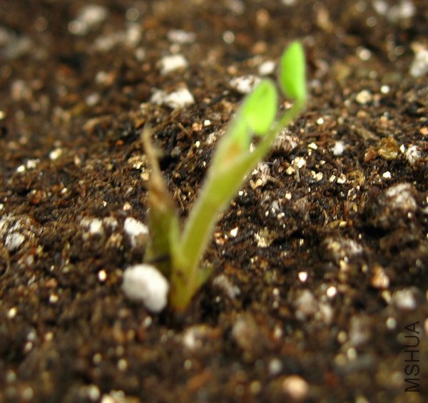 �������ģ�һƬҶ��Ҳû������������֦