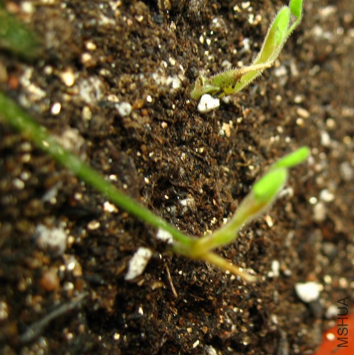 ����һƬҶ�ӵģ���ԭ�ֲ洦��������֦