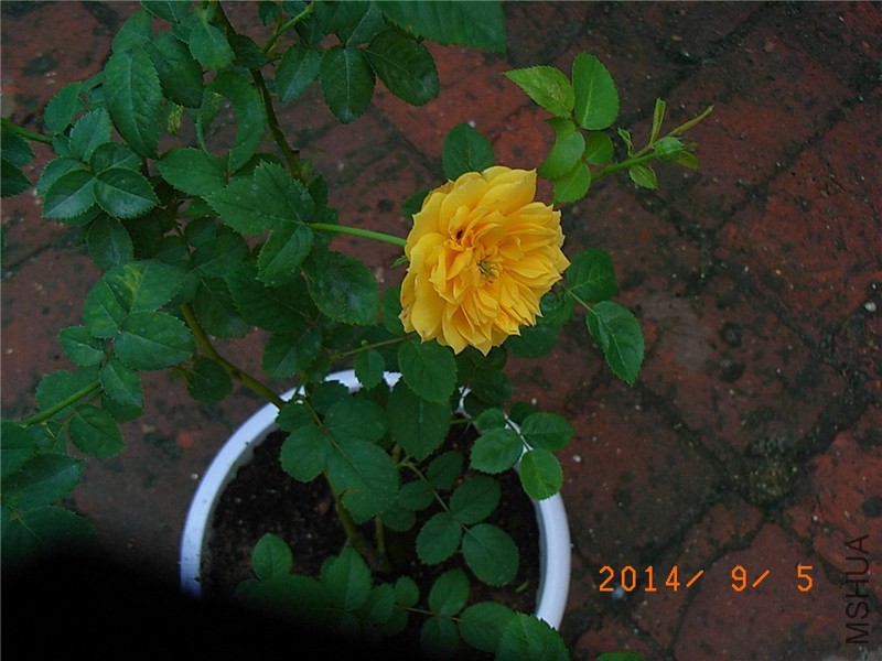 ����ͼͼ (1).JPG