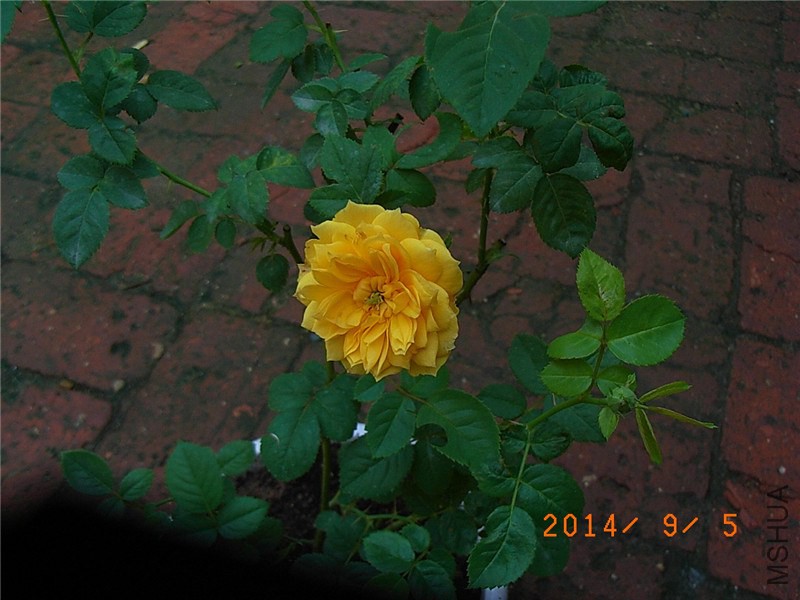 ����ͼͼ (2).JPG