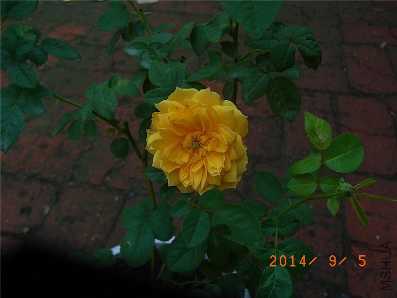 ����ͼͼ (3).JPG