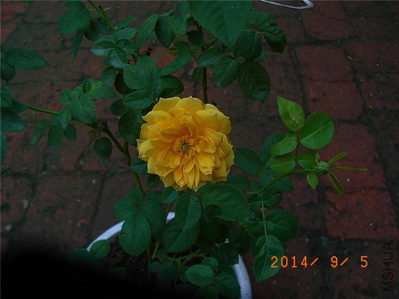 ����ͼͼ (4).JPG