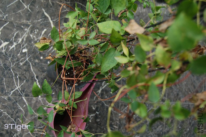 DSC_4570.JPG