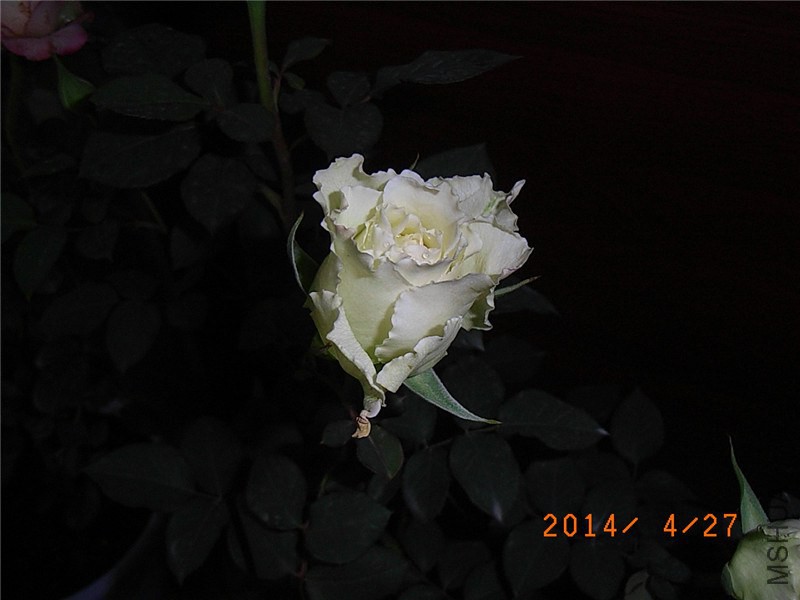 ����4 (1).JPG