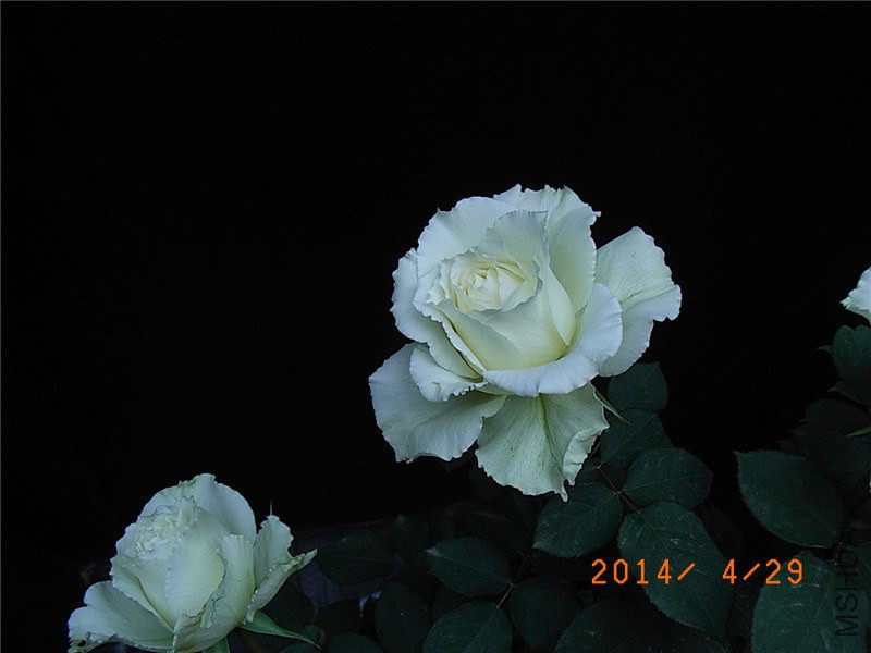 ���� (5).JPG