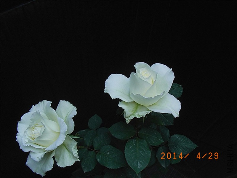 ���� (6).JPG