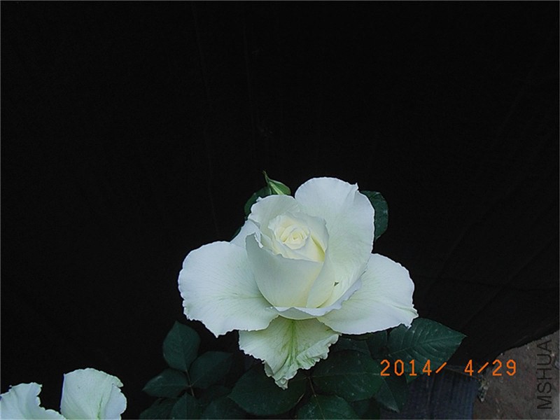 ���� (10).JPG