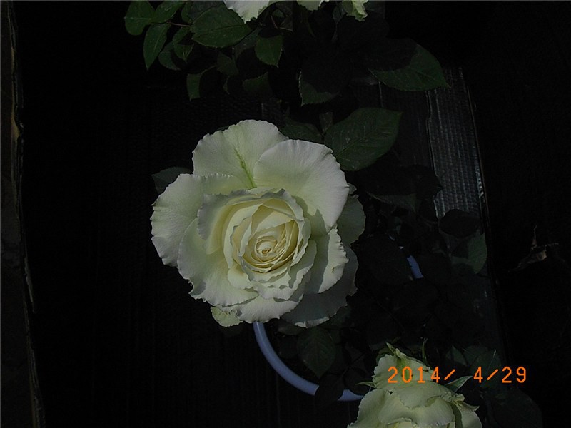 ���� (13).JPG