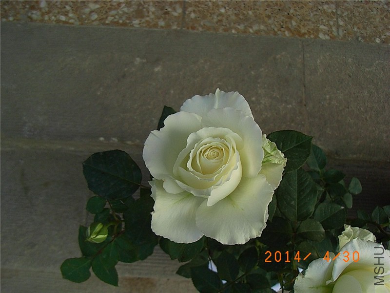 ����1 (3).JPG