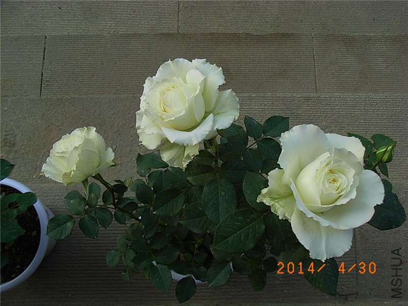 ����1 (4).JPG