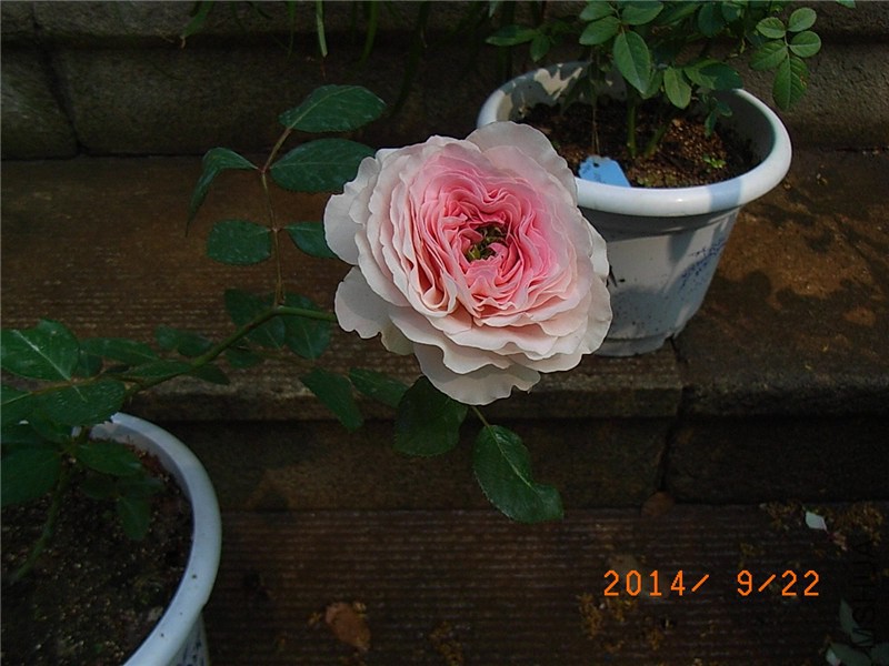 ��ɯ�մ� (11).JPG