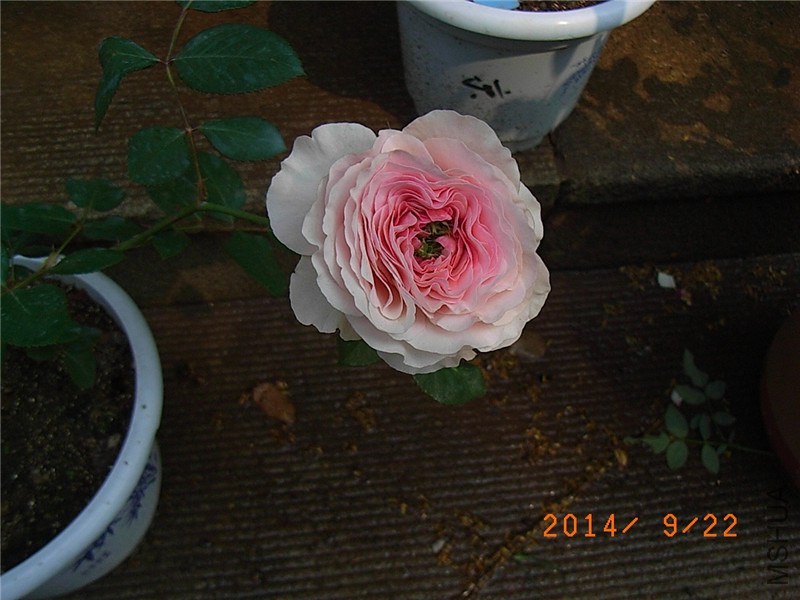 ��ɯ�մ� (13).JPG