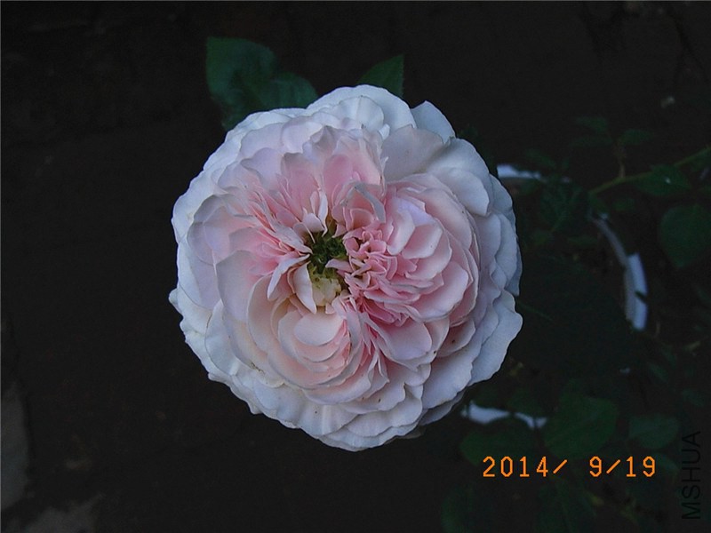 ��ɯ�մ� (15).JPG