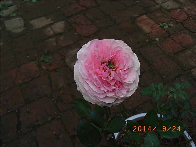 ��ɯ�մ� (27).JPG