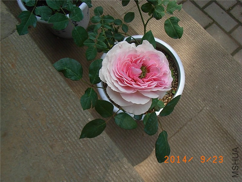 ��ɯ�մ� (29).JPG