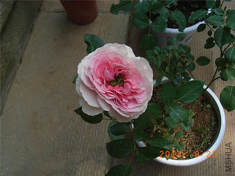 ��ɯ�մ� (30).JPG