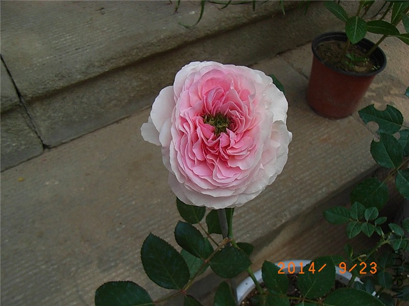 ��ɯ�մ� (31).JPG