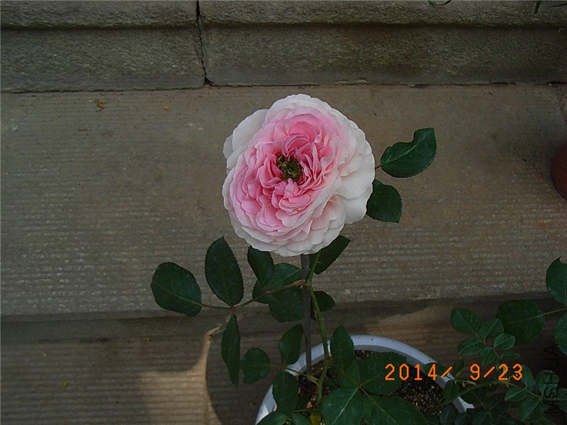 ��ɯ�մ� (3).JPG