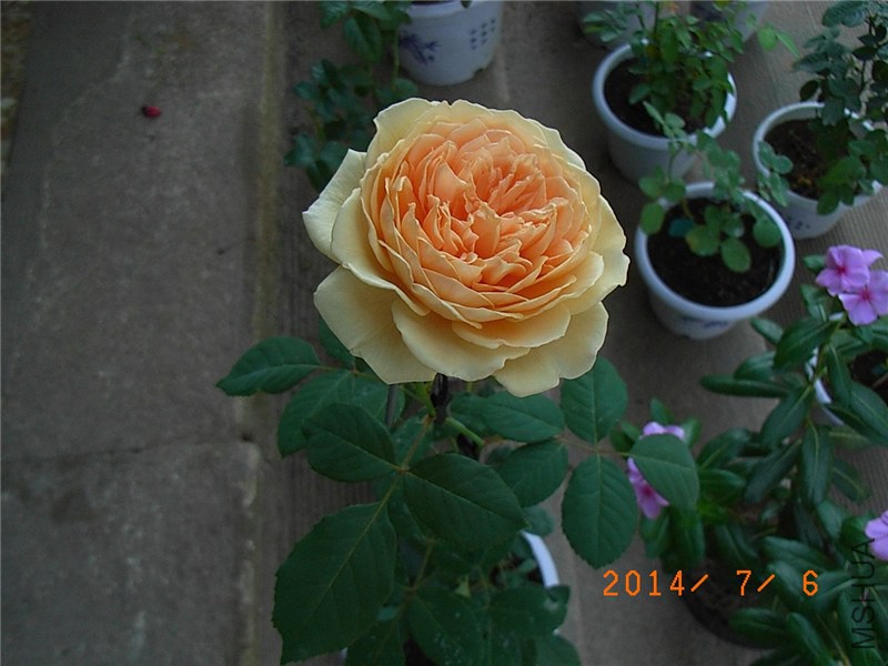 �����������1 (1).JPG