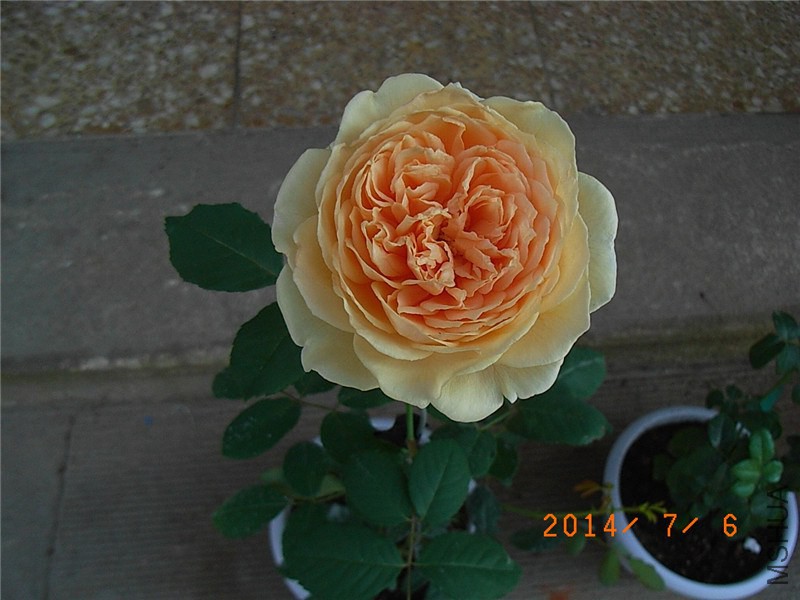 �����������1 (2).JPG