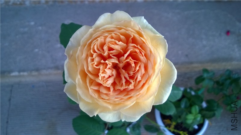 ����������� (2).jpg