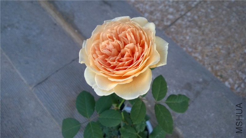 ����������� (3).jpg