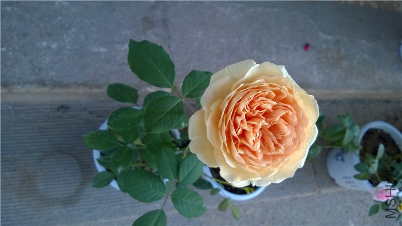 ����������� (4).jpg