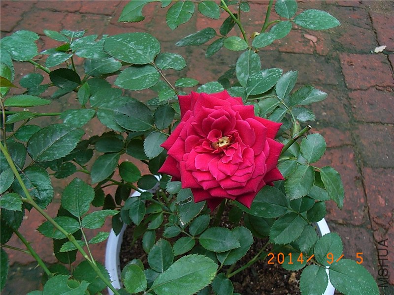 �����ع��͹� (1).JPG