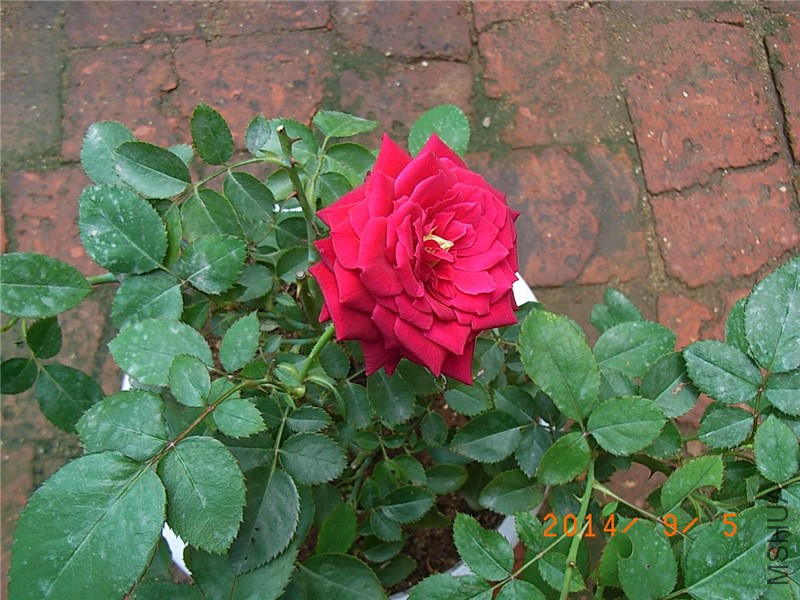 �����ع��͹� (2).JPG