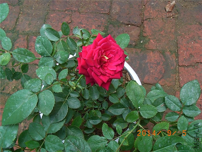 �����ع��͹� (3).JPG