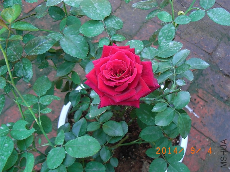 �����ع��͹� (4).JPG