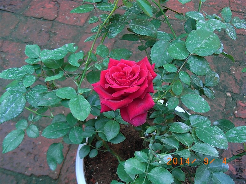 �����ع��͹� (6).JPG