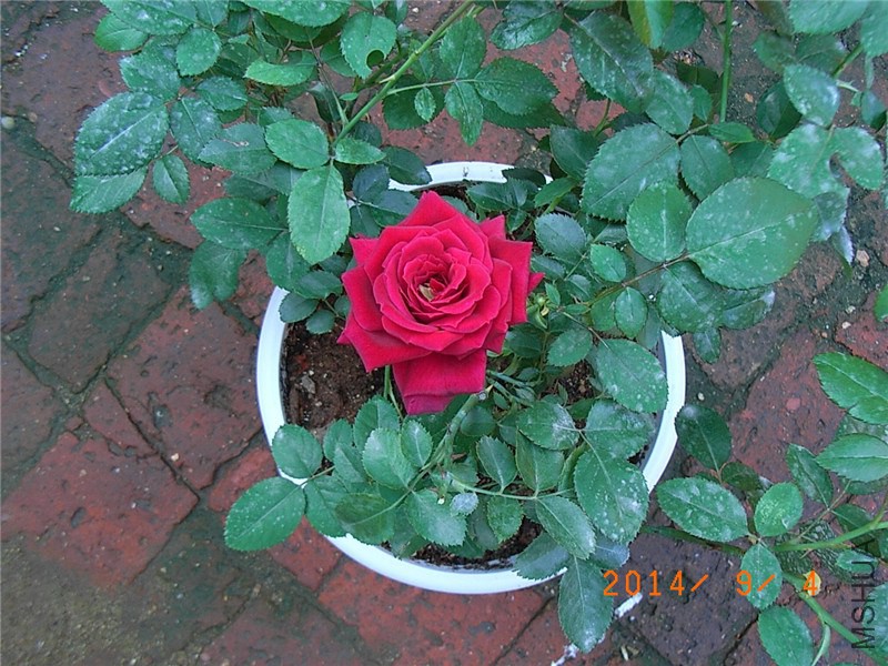 �����ع��͹� (7).JPG