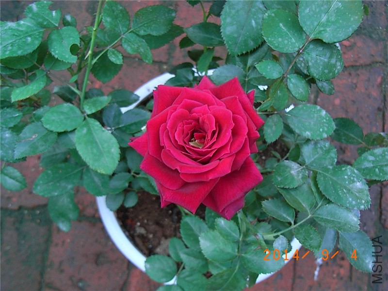 �����ع��͹� (8).JPG