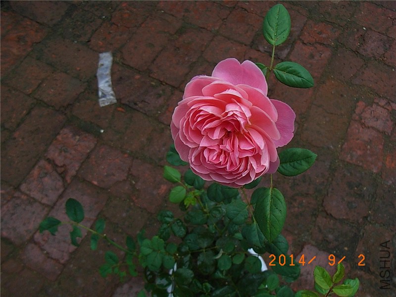 ��֮�⻷ (3).JPG