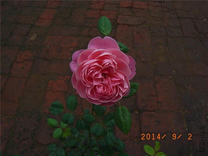 ��֮�⻷ (12).JPG