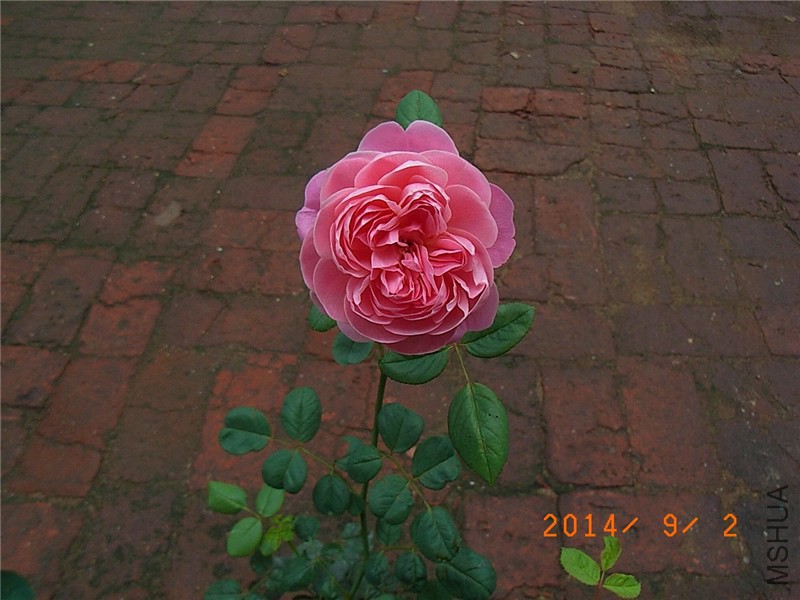 ��֮�⻷ (14).JPG