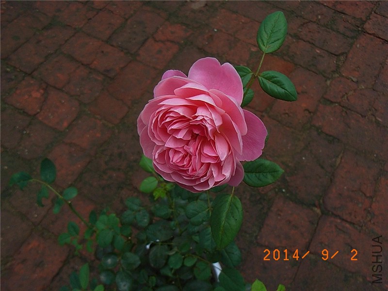 ��֮�⻷ (15).JPG