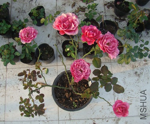 DSC07117.JPG