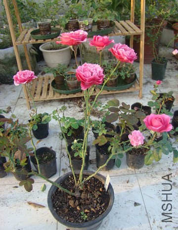 DSC07118.JPG