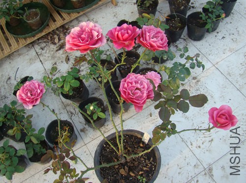 DSC07120.JPG