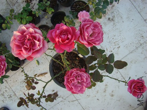 DSC07121.JPG