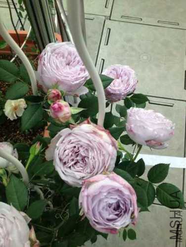 57_2000_550.jpg