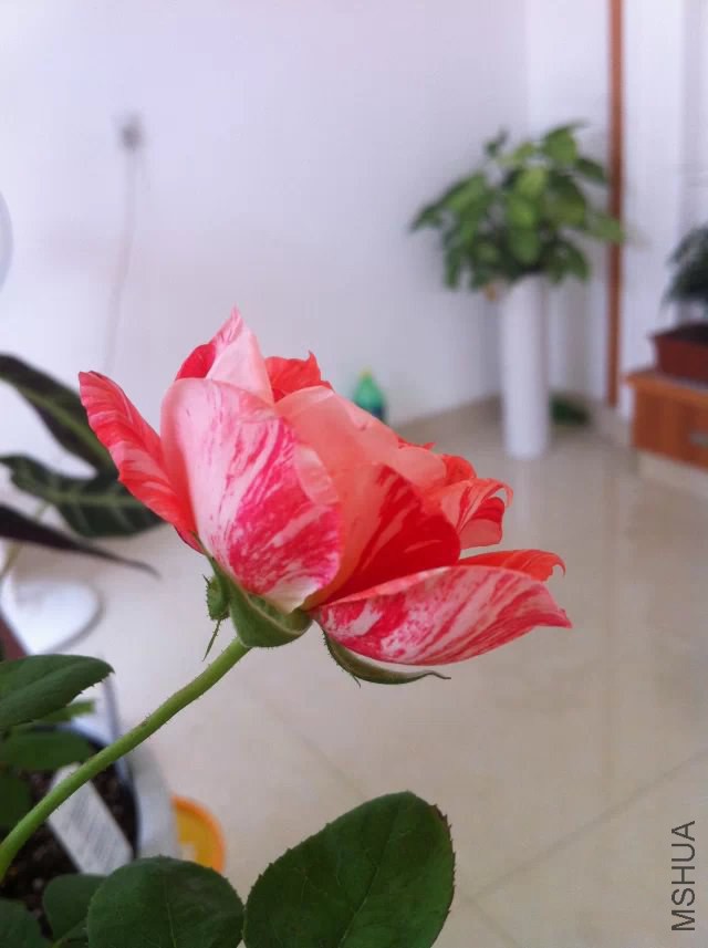 psb (1).jpg