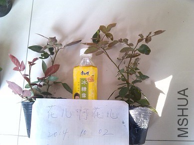 ��֬.jpg